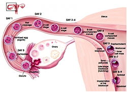 Gli Ovuli e gli Spermatozoi